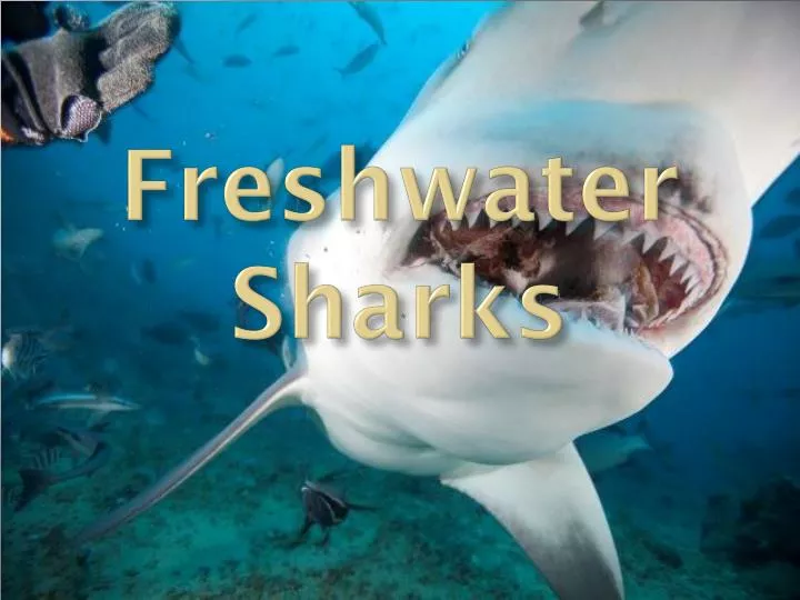 freshwater sharks