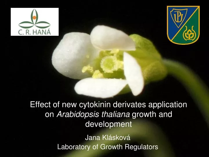 effect of new cytokinin derivates application on arabidopsis thaliana growth and development