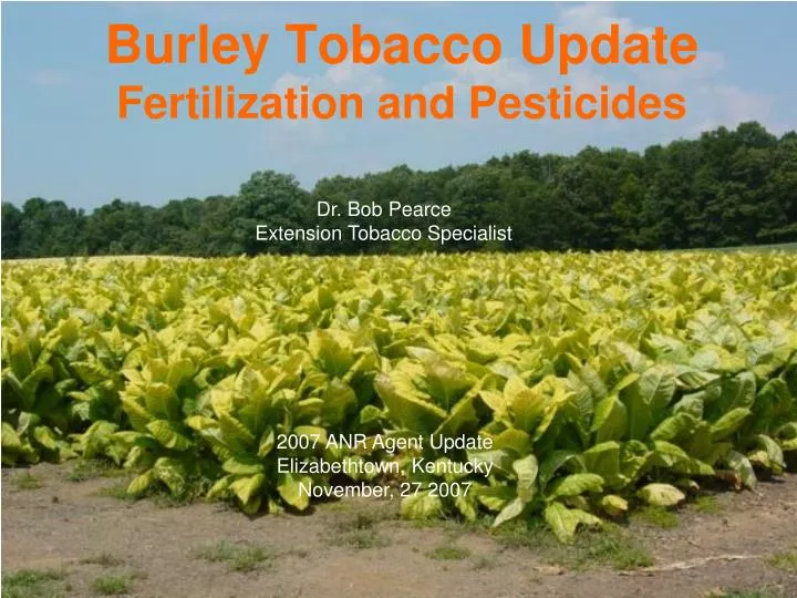burley tobacco update fertilization and pesticides