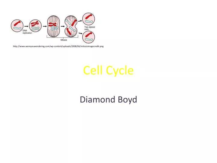 cell cycle