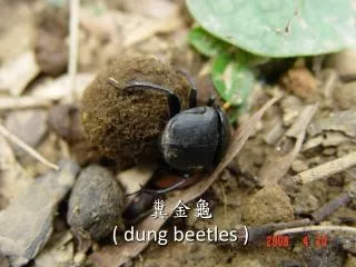 dung beetles