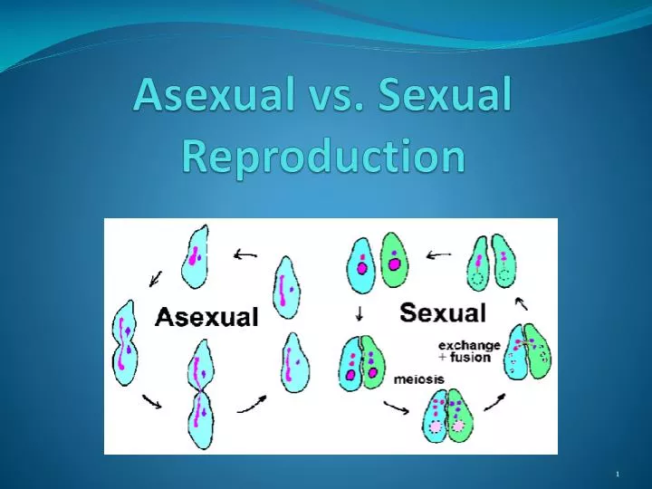asexual vs sexual reproduction