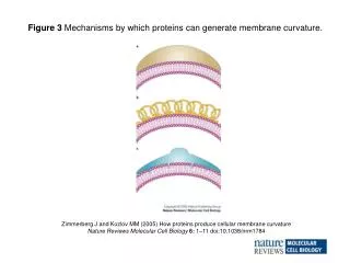 Zimmerberg J and Kozlov MM (2005) How proteins produce cellular membrane curvature