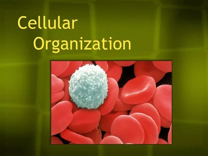 cellular organization