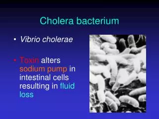 Cholera bacterium