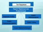 Подтип Черепные или Позвоночные - slide 1