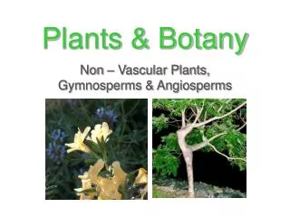 Plants &amp; Botany