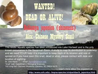 Bellamya japonica (chinensis) Aka: Chinese Mystery Snail