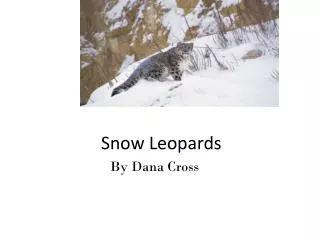 Snow Leopards