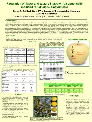 Regulation of flavor and texture in apple fruit genetically modified for ethylene biosynthesis
