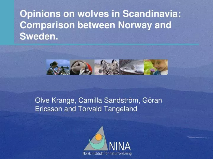 opinions on wolves in scandinavia comparison between norway and sweden
