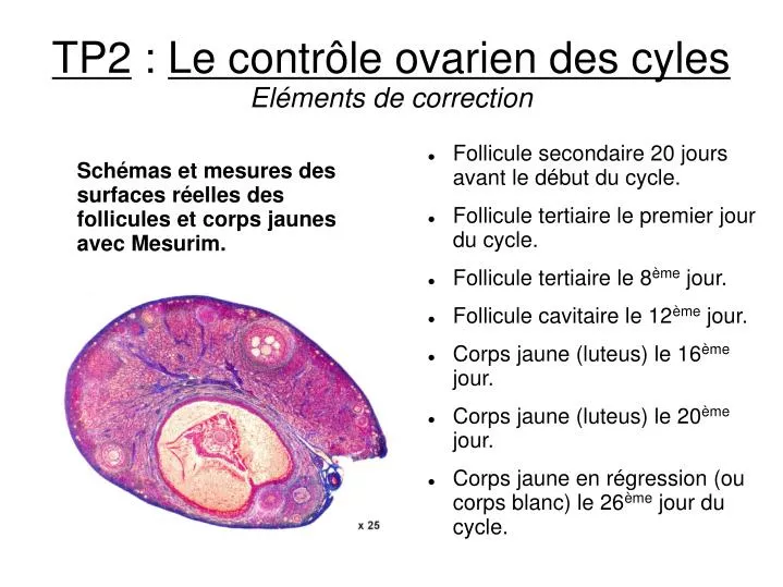 tp2 le contr le ovarien des cyles el ments de correction