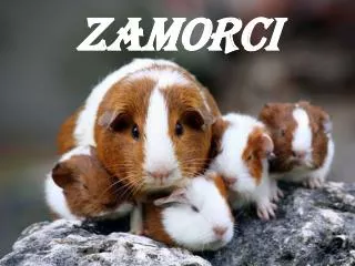 zamorci