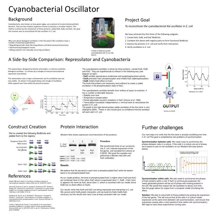 cyanobacterial oscillator