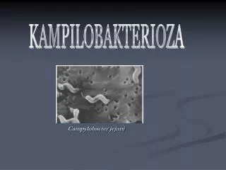 campylobacter jejuni