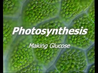 Photosynthesis