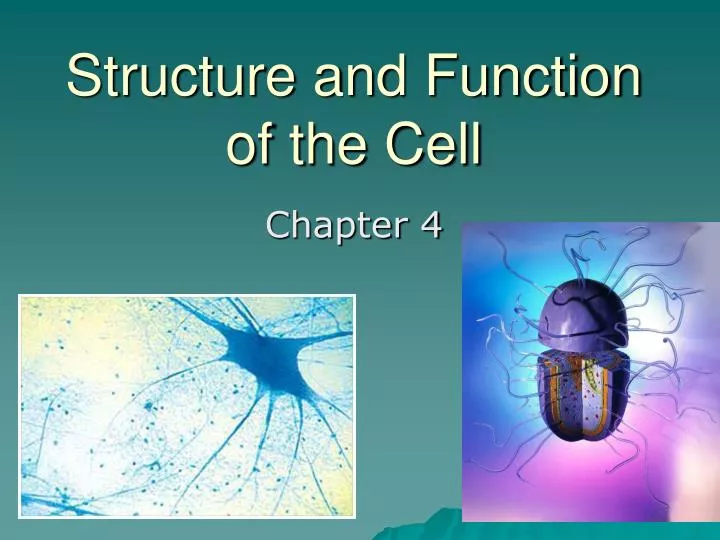 structure and function of the cell
