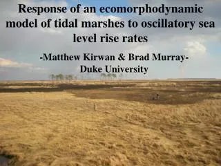 Response of an ecomorphodynamic model of tidal marshes to oscillatory sea level rise rates