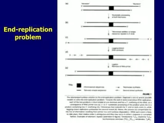 End-replication problem