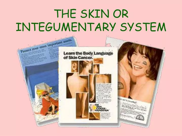 the skin or integumentary system
