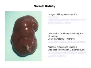 Normal Kidney