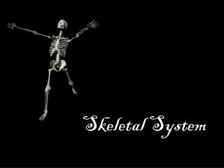 skeletal system