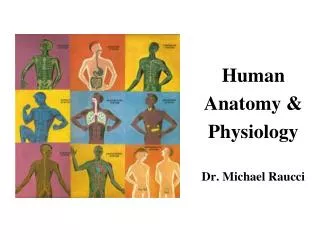 Human Anatomy &amp; Physiology Dr. Michael Raucci