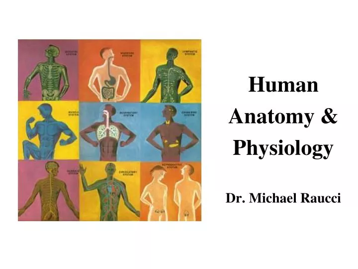 human anatomy physiology dr michael raucci