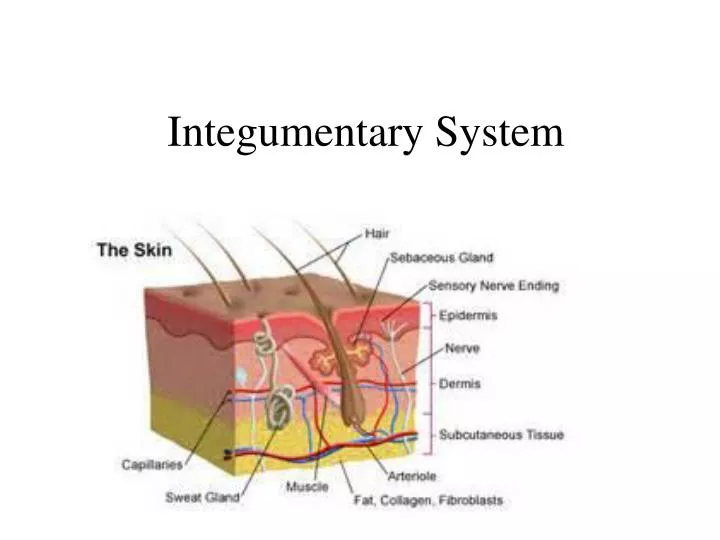 integumentary system