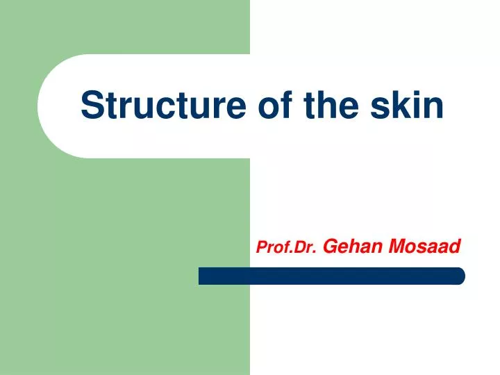 structure of the skin