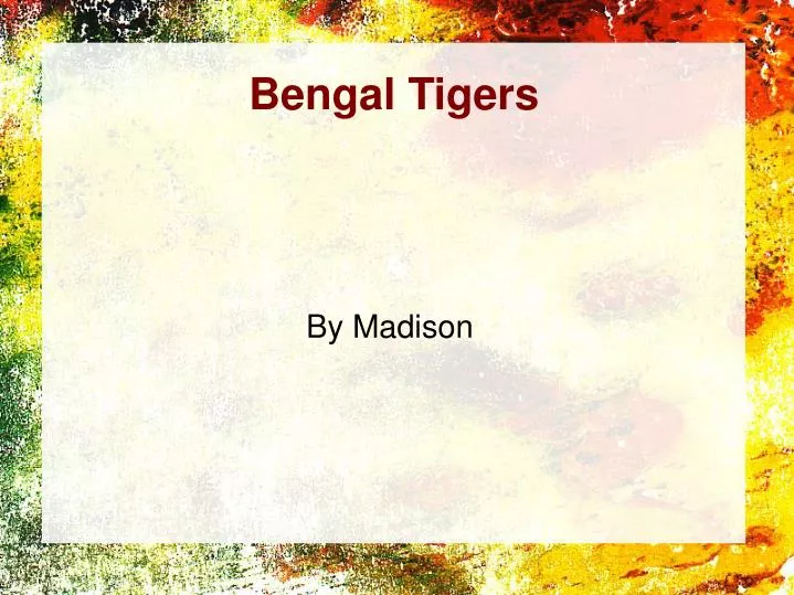 bengal tigers