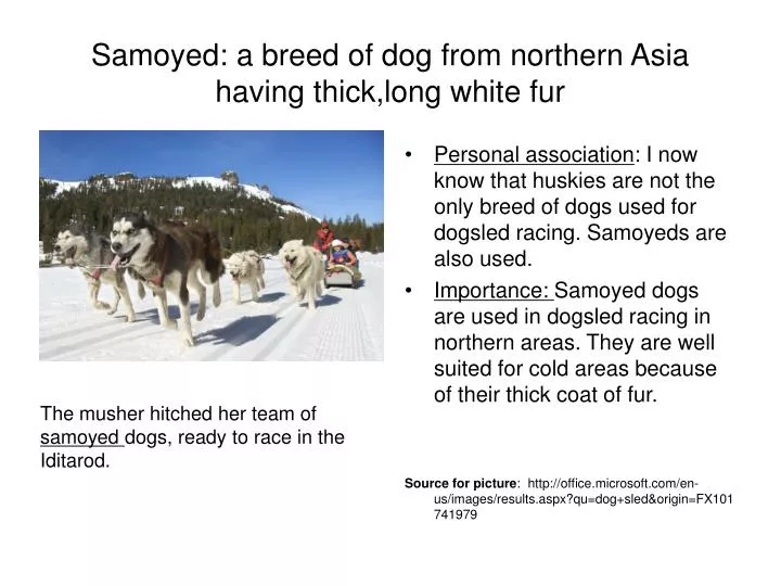 samoyed a breed of dog from northern asia having thick long white fur