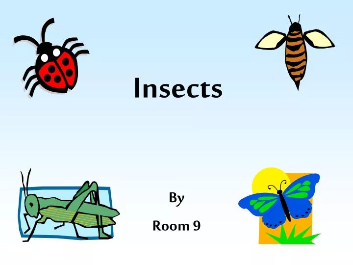 insects