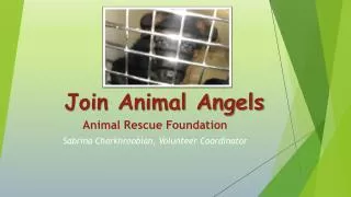 Join Animal Angels