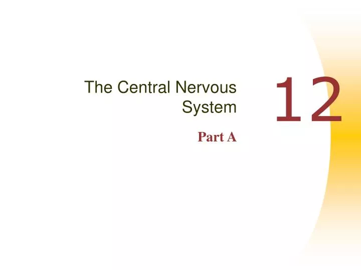 the central nervous system part a