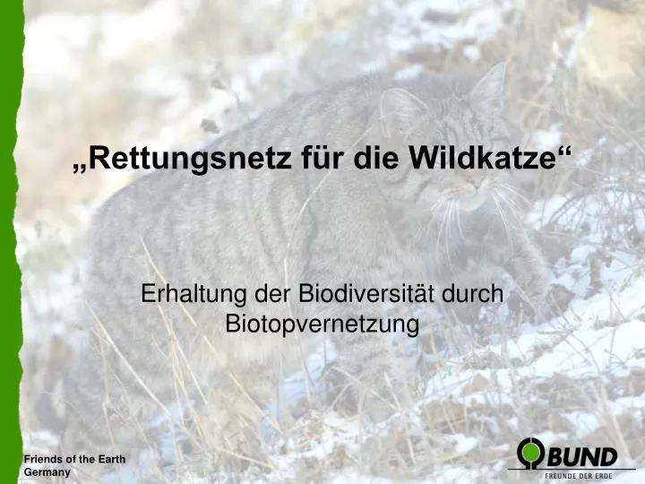 rettungsnetz f r die wildkatze