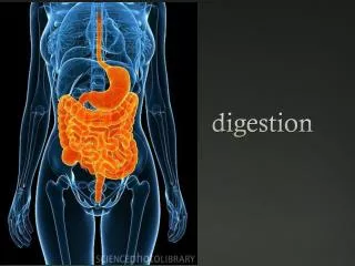 digestion