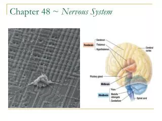 Chapter 48 ~ Nervous System