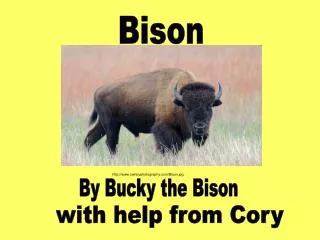 ownbyphotography/Bison.jpg