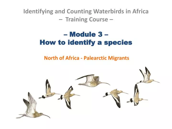 module 3 how to identify a species north of africa palearctic migrants