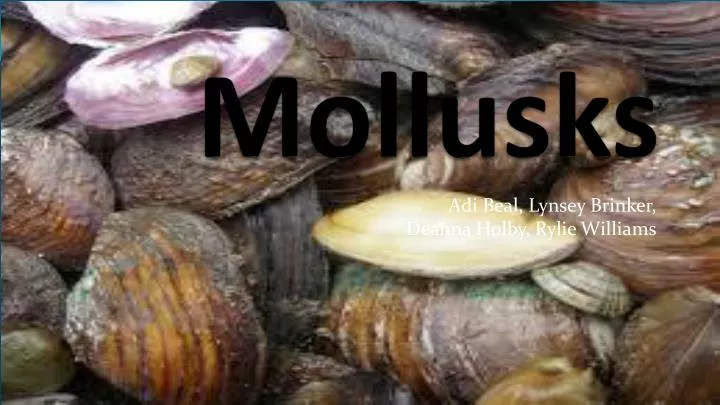 mollusks