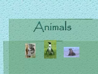 Animals