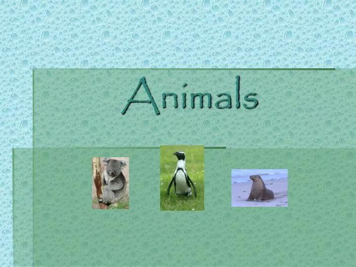 animals