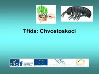 t da chvostoskoci