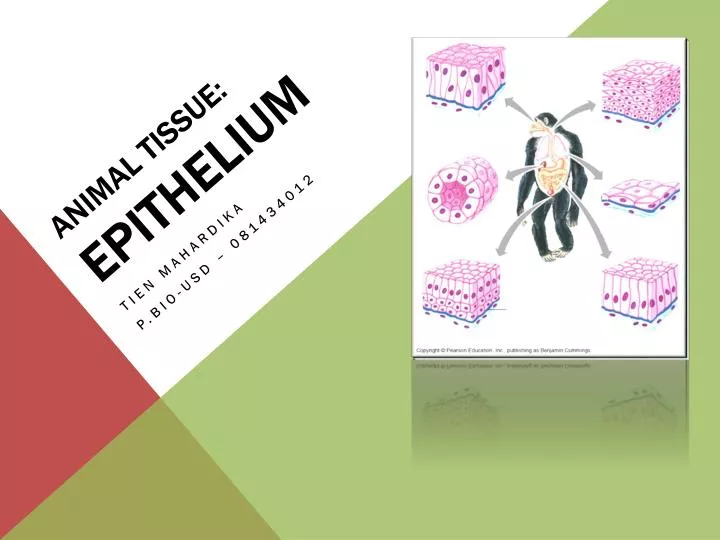 animal tissue epithelium