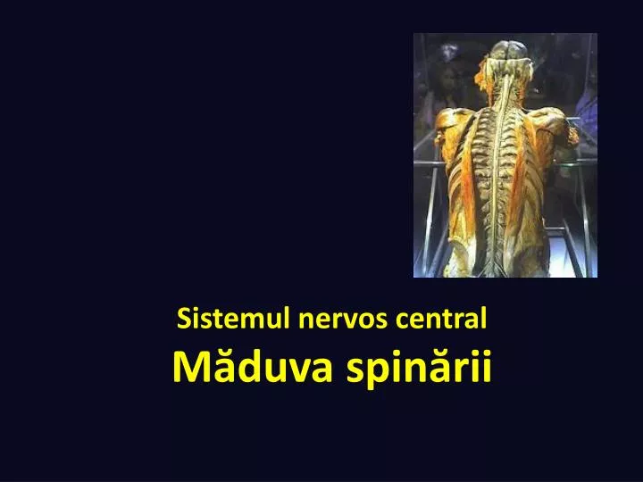 sistemul nervos central m duva spin rii