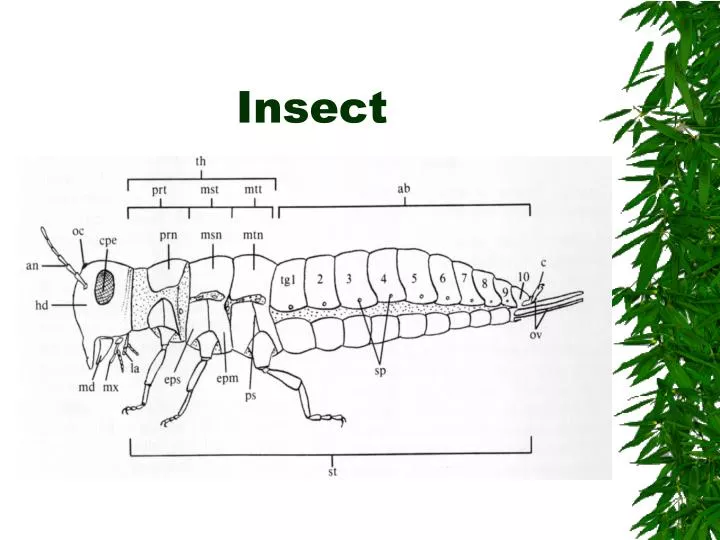 insect