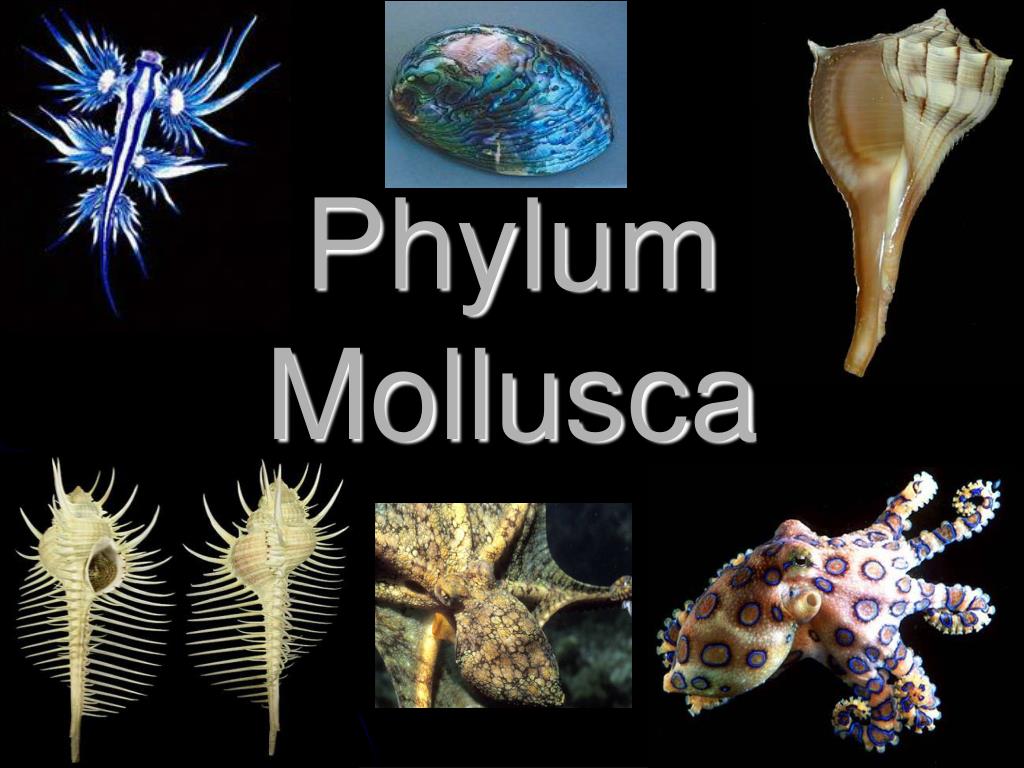 PPT - Phylum Mollusca PowerPoint Presentation, free download - ID:6460675