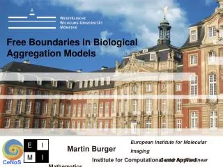 Free Boundaries in Biological Aggregation Models