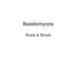 Basidiomycota - slide 1